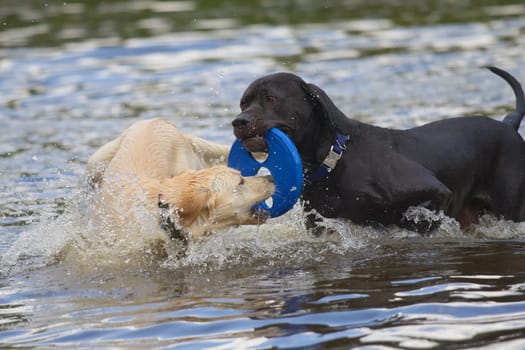 Black and white dog are playing with a blue toy in the water.