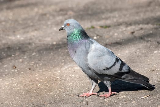 Rock dove on asphalt city park alley background