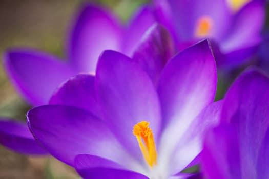 Detailed view of a purple crocus in bloom.