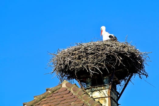 Stork in the nest