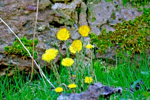 Huflattich,Tussilago farfara