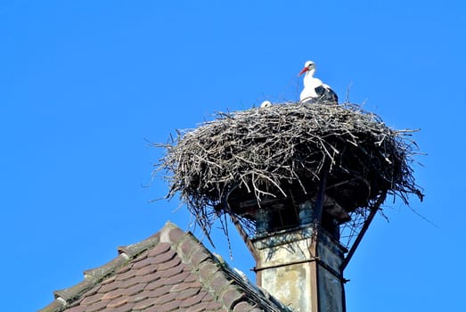 Storks in the nest