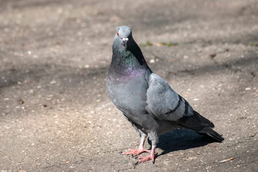 Rock dove on asphalt city park alley background