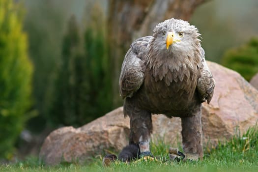 The Sea Eagle