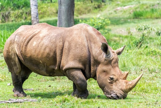 Large rhinoceros surround by lush green grass
