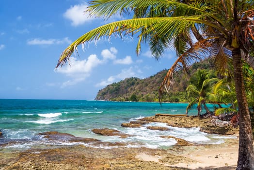 Green palm tree on the coast of La Miel, Panama on the Caribbean Sea