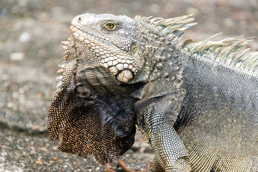 Closeup view of an very large iguana in Colombia