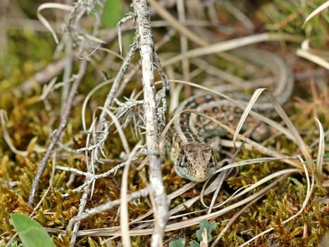 Female fence lizard (Lacerta agilis)