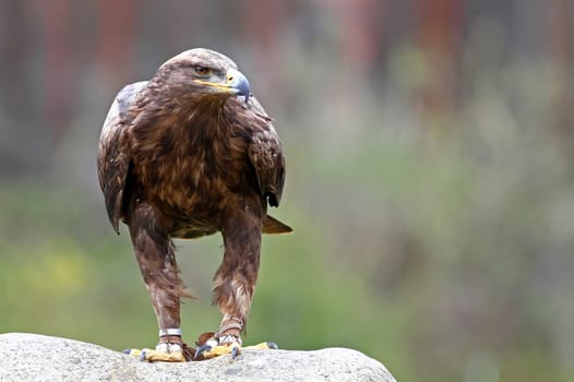 Steppe eagle