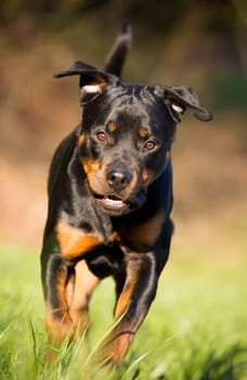Rottweiler