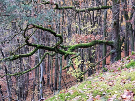 Detail of the branch covered with moss