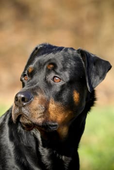 Rottweiler