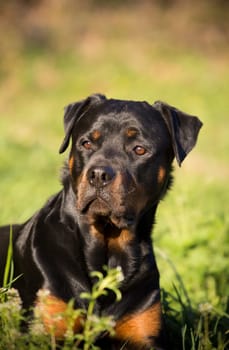 Rottweiler