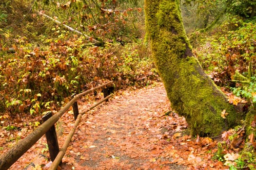 A rain soaked trail winds through tho woods