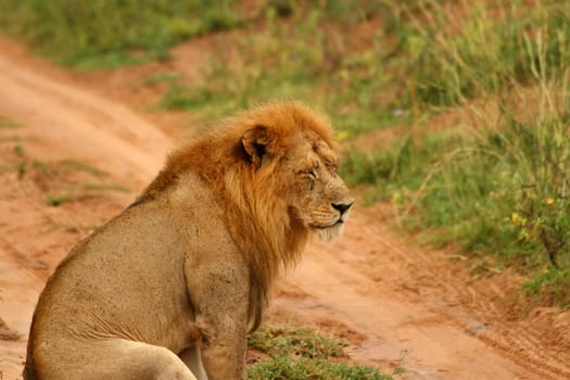 A male lion sits down with eyes closed looking depressed and sad.