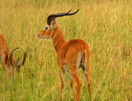 Profile shot of an Ugandan Kob on the savannah.