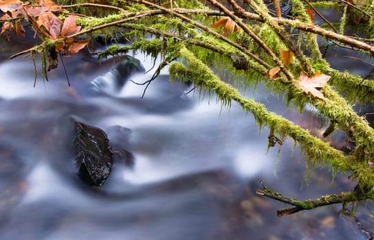 A river in the forest carries water down from the mountains