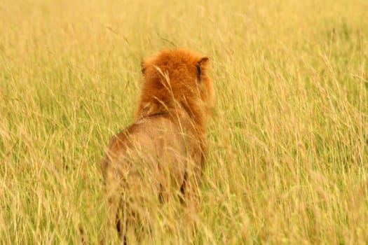 A male lion looks into the grassy savannah of Uganda. Camera view is from directly behind the lion seeing what he sees.