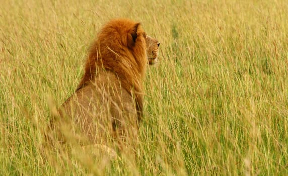 A male lion gazes into the savannah of its habitat
