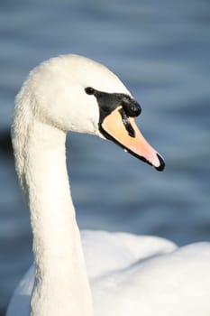 Close up of a mute swans head