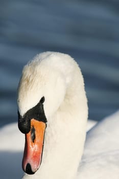Close up of a mute swans head