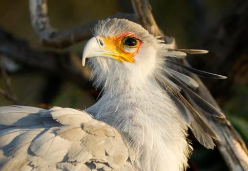 Large bird called Secretary looks back with the sun in his eye