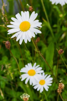 close up of daisy growing in field