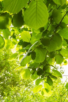 close up of green leaves on a tree