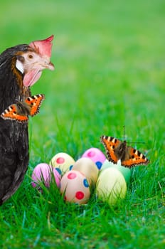 Hen with colorful Easter eggs and butterflies
