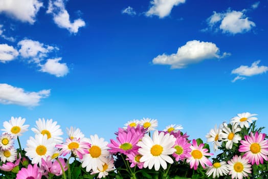 A flowerbed with marguerites in front of blue sky and small white clouds