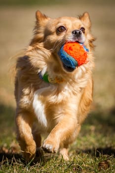 A little dog runs with a ball in his mouth cheerfully through a meadow,play and fun in the sunshine.