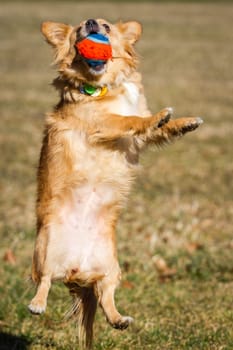Dog catching a ball in the air. The scene shows a small mixed-breed dog being photographed as he is playing a ball.