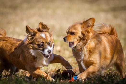 Two small dogs play together with a ball on a meadow. All in the bright sunshine.