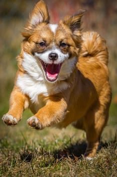 A very young little dog runs happily through a meadow in the sunshine.