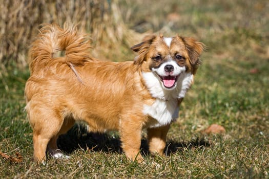 Animal portrait of a little dog that is completely walled in the profile of the camera. The dog stands in a meadow