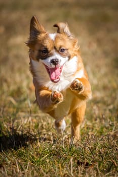 A little puppy runs like a wild one through the grass and almost takes off and has opened its mouth.
