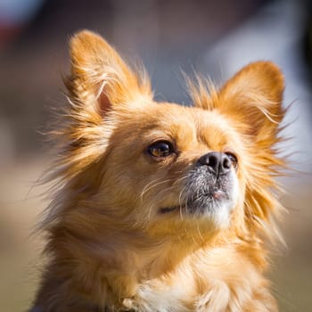 A small dog looks very attentively with standing ears slightly upwards. Dog Portrait in the Sunshine.