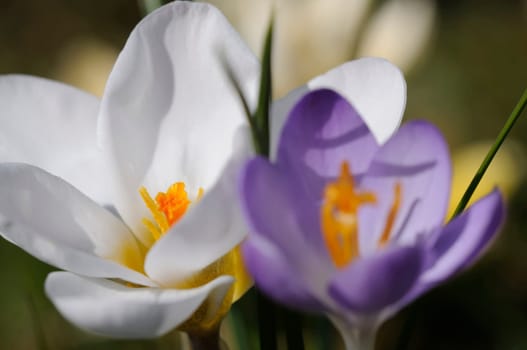 Crocus