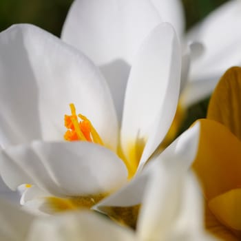 Crocus