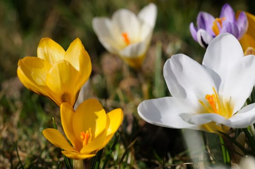 Crocus