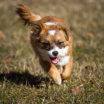A very young little dog romps wildly in the sunshine through a meadow. The wind blows through its mid-length brown fur.