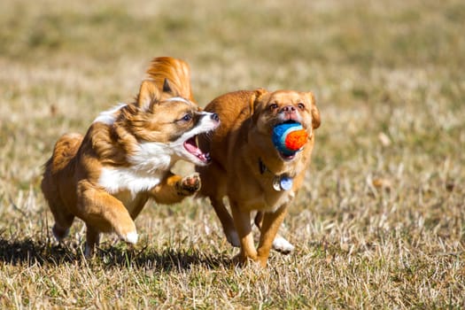 Two smaller dogs quickly run through a meadow and fight for a colored ball.