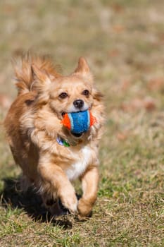 A little dog runs with a ball in his mouth cheerfully through a meadow,play and fun in the sunshine.