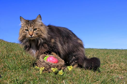 An extraordinary Easter bunny
