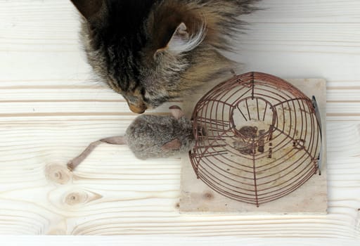 Mousetrap or cat