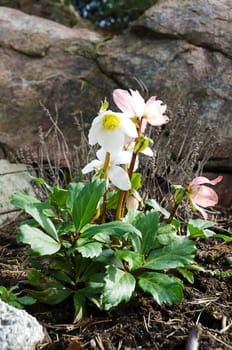 a very beautiful Christmas rose which we planted out
