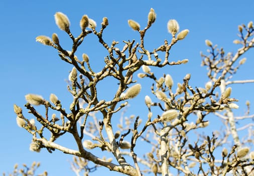 a very beautiful tree buds for spring Star Magnolia