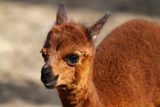 Alpaca kitten