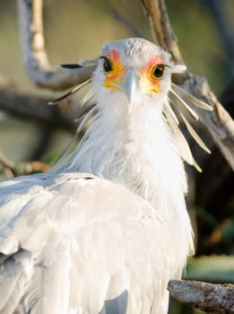 Large bird called Secretary looks back with the sun in his eye