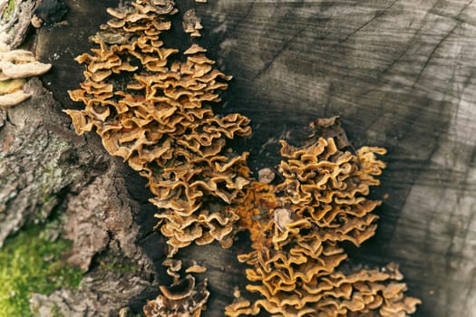 mushrooms grow on a stump. Beautiful view of a colony of mushrooms that covers an old mossy stump in the forest. Forest nature on blurred background